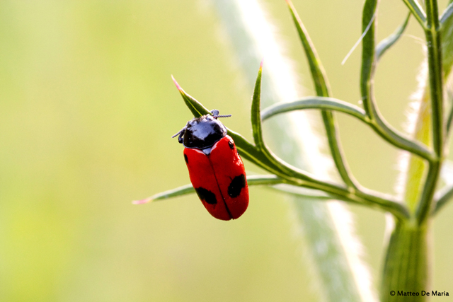 Clytra laeviuscula